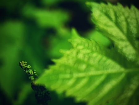 Close up of branch of unripe grape. Very young and unripe wine grapes and leavesの写真素材