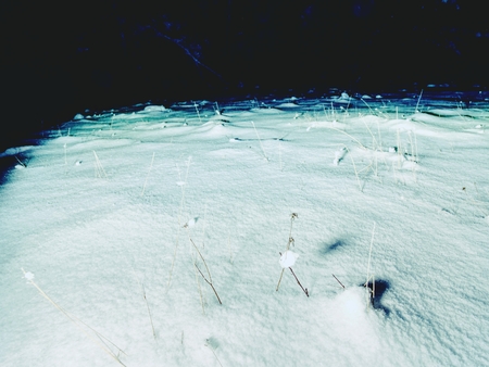 Winter night fear. Spooky night winter forest covered by snow