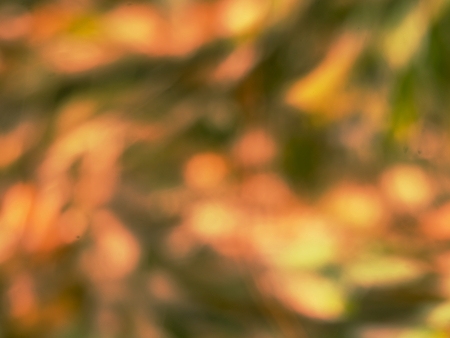 Mixed colors of autumn. Blurry and magic bright autumn foliage backgroundの写真素材