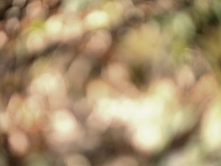 Amazing blurry movement background of natural autumn foliage