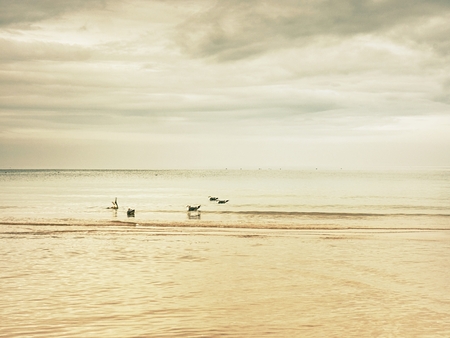 Bird on the beach sand. Seagulls walk on the wet sand on the background of seaの写真素材