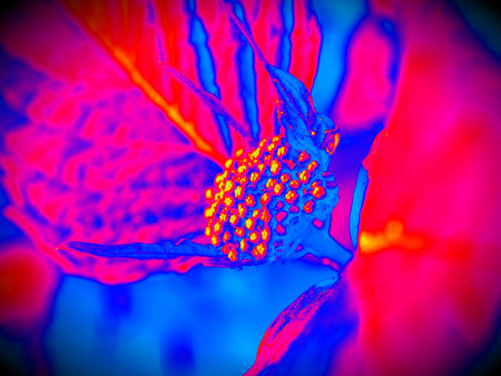 Closed blossom of blue Hydrangea. Hortensia flowers surface. Macro photo, follow depth of field. Hipster filter.の写真素材