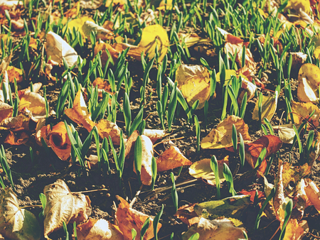 Field in autumn. Leaves fallen in rows of young corn plants in endless field.  Fall season in countryside.の写真素材