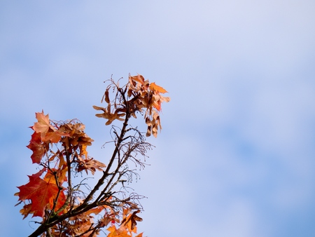 Maple treetop. Maple Tree with bloody, yellow, orange, red  maple leaves with a blue sky