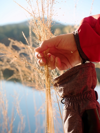 Female hand  hold golden grass stalks. Long sleeves red warm trekking jacket. Blue lake level at...