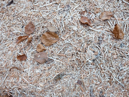 Dry wood chips with autumn leaves. The slivers are white and yellow with beech leaves.