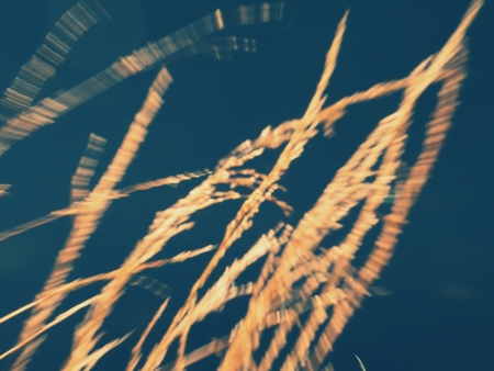 Blurry effect of yellow golden reeds and grass stalks on lake bank.の写真素材