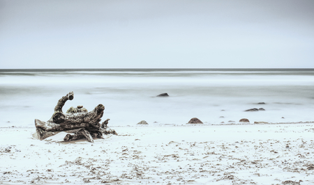 Cold smooth sea with trunk tree on empty shore, clear yellow sand. Natural background.の写真素材