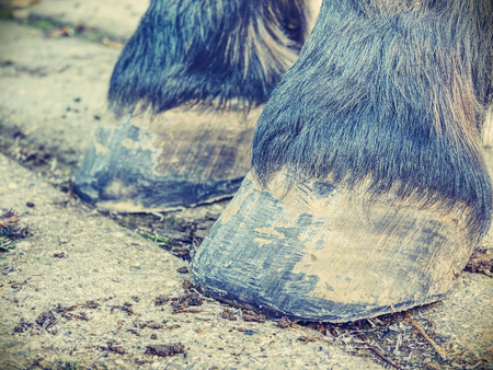 Hoofs after blacksmith care.  Detail of unshod horse hoof. Horse hoof without horseshoe close upの写真素材