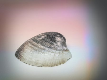 Abstract filter. Ribbed sea shell close up. Summer conceptの写真素材