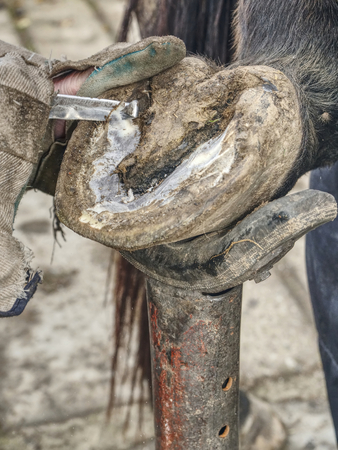 Blacksmith using rasp,  hoof knife and hoof cut nippers. Clearing of hind horse hoof hold in holder.の写真素材