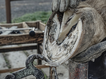 Blacksmith use especial tools for his work. Pliers, hoof knife, rasp, rough hoof file, whetstone, tongs, hammers and other metal working tools. Nesessary equipment for craftsman work.の写真素材