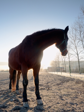 Brown calm horse grazing on pasture at sunset in orange sunny beams. Dramatic foggy scene.の写真素材