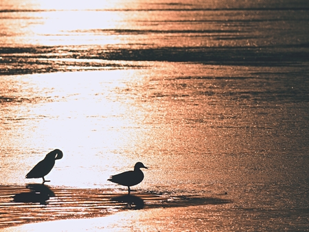 Birds resting on frozen lake surface.  Ducks swimming in a freezing winter river. Winter water landscape.の写真素材