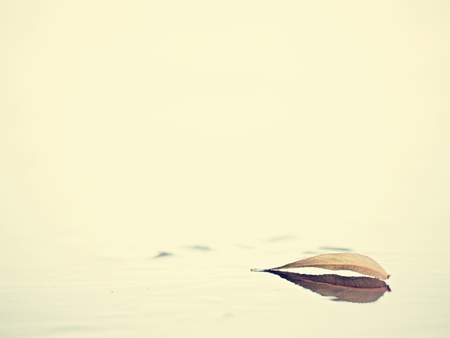 Light yellow willow leaf cruising on lake ice. Dried leaf is on thin dark ice, evening sun reflection.の写真素材