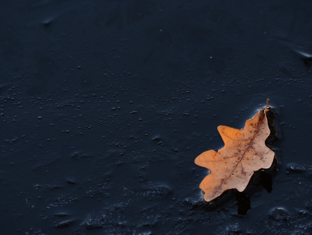 Dark thin ice on lake covered with oak leaves. Early winter weather