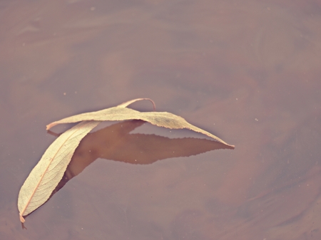 Dry willow leaves and air bubbles frozen in ice. Side low ankle view to pond surface.