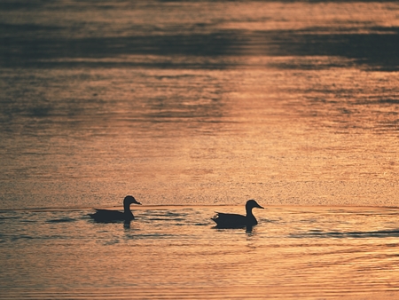 Ducks on lake ice at sunset. Sun sets bloody reflections in ice. Winter colorful landscape with resting birds.の写真素材