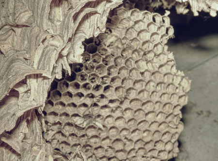 Wasp nest under roof in old garden house.  Used gray wasp nest close upの写真素材