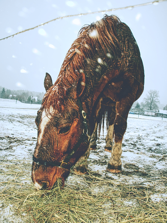 Free beautiful brown horse enjoys snow in winter paddock. Horse in winter meadow within snowfall.の写真素材