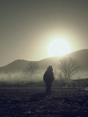 Brown horse walk in fog on an autumn clay pasture. Cold autumnal morningの写真素材