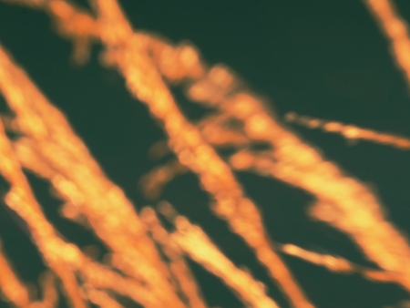 Unsharp blurry movement.  Grass seeds with back-lighting and dark sky standing highの写真素材