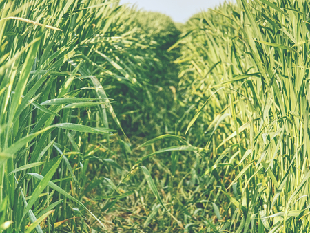 Close-up of green leaves of young wheat on a wheat field in spring.の写真素材