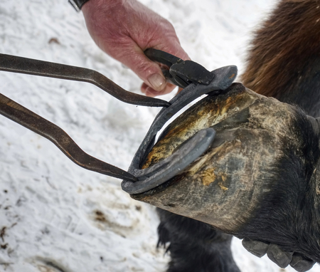 Smoking flaming horse hoof under hot horseshoe. Farrier placing hot shoe on horses hoof.の写真素材