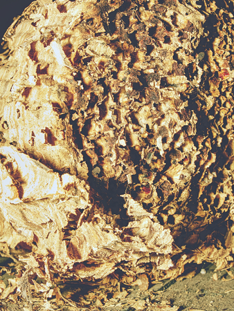 Nest of european paper wasps. Useful predatory garden insect, which destroys pestsの写真素材