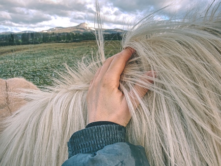 Farmer hand on horse body, close up. Outside live horse in mountain farm.の写真素材