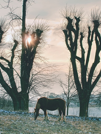 Horses grazing on winter pasture with rest of snow.の写真素材