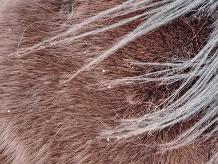 Horse with winter fur, acclimated animal in great condition and good healthの写真素材