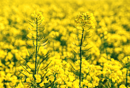 Rapeseed field. Yellow rape flowers field in landscape.の写真素材