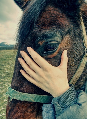 Close up of  brown horse eye and his face with shallow depth of fieldの写真素材