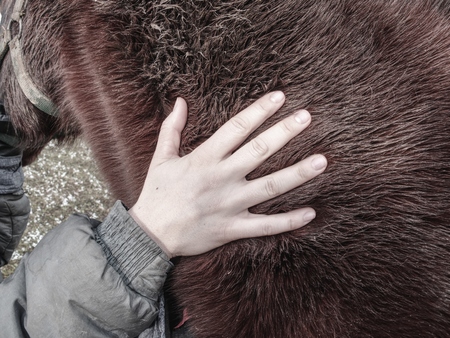 Hand in horse thick warm leather, warm winter fur on body of outside live horse.の写真素材