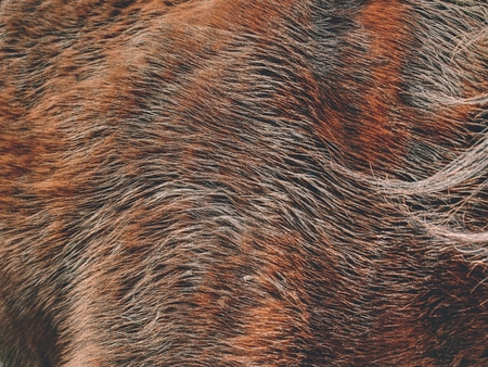 Warm winter horse fur. Brown fur detail, closeup fur animalの写真素材