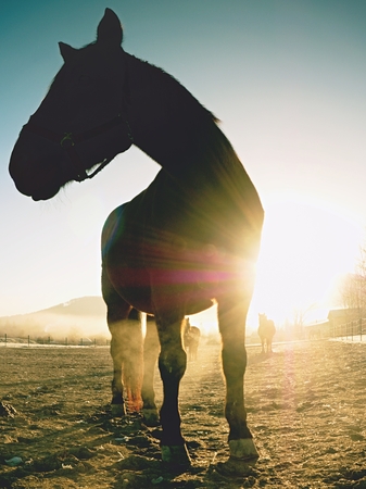 Horse ranch. Fantastic foggy valley with muddy ground and sunny beams. Dramatic colorful scenery.の写真素材
