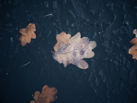 Oak leaf on thin ice with nice sun reflection. Beautiful winter photograph of oak leaf.
