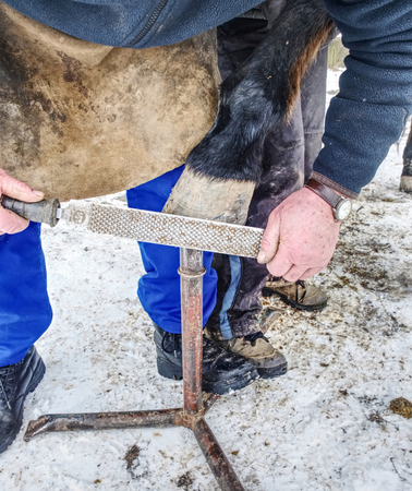 Blacksmith hands  fits a horse shoe to horse hoof with a rasp.の写真素材