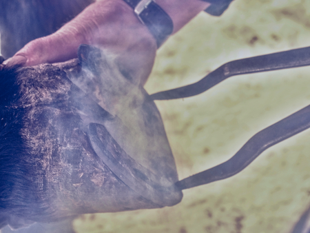 Black smith burning horse shoe with new hot horseshoe to set exact position. Horse shoeing process...