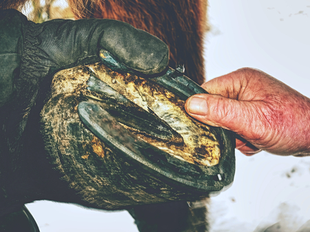 Hot forged horshoe being put on a horses hoaf. Farrier use sharp steel nails and small hammer for nailing.の写真素材
