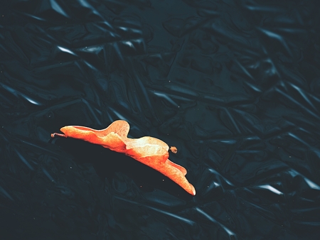 Oak  leaf. Leaves cruising on ice on frozen river in sunny dayの写真素材