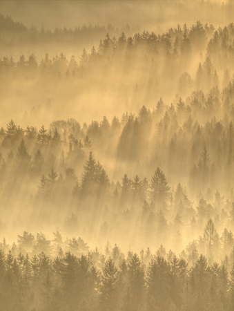 Foggy autumnal morning in mountain landscape. Forests valley with thick colorful mistの写真素材