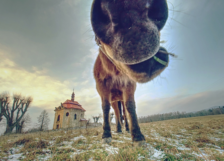 Spring view to pasture with old horse. Small village chapel with red roof and bell tower.の写真素材