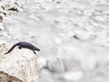 Black newt is warming up body on stone.  Amphibian lying on the stone  above cold water of Alps...