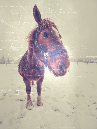 Horse Grazing on morning frozen meadows, Abstract Effectの写真素材
