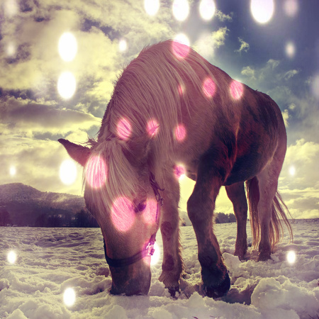 Horses grazing on pasture at sundown with added hipster effects. Dramatic foggy scene.の写真素材