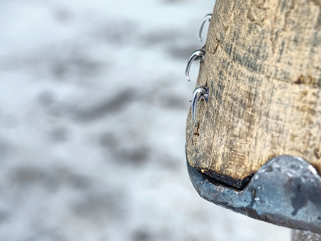 Farrier trimming steel nails and ceratin on horse hoof, closeup view to old worn out tool. Horse hold leg on steel tripod.の写真素材