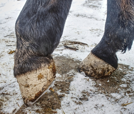 Blacksmith cut of long spiky ends of steel nail in horse hoof after setting new horseshoes.の写真素材