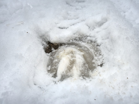 The horse  leg prints in winter field runs freeの写真素材